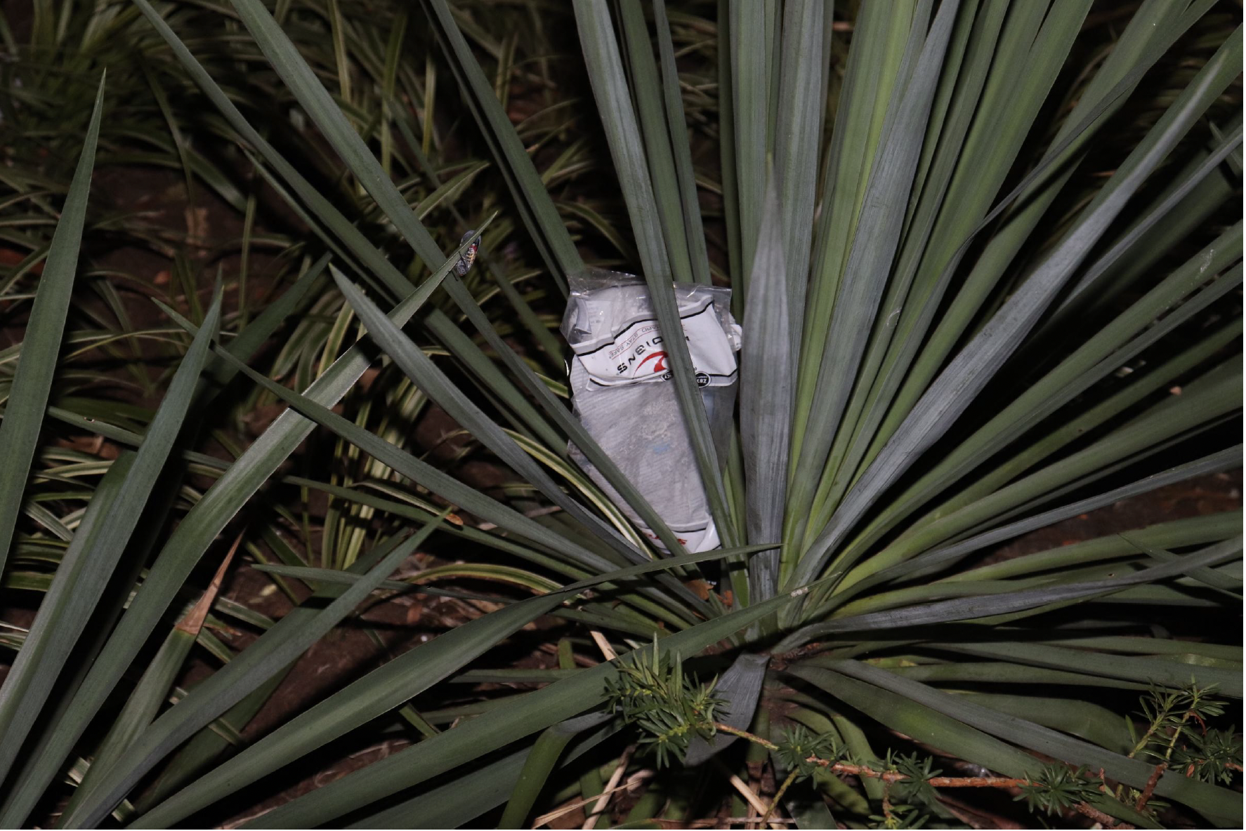 image of a white fast food paper bag elegantly peeking out from long spiky leaves and weeds at night